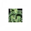 Nirvana Seeds Snow White female Seeds Nirvana Seeds Snow White female Seeds