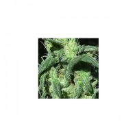 Nirvana Seeds Sterling Haze female Seeds  