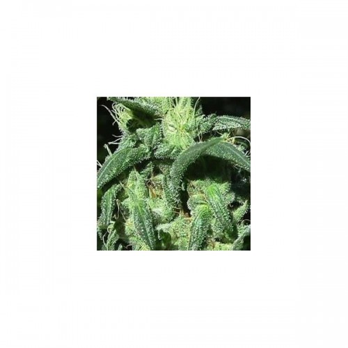 Nirvana Seeds Sterling Haze female Seeds Nirvana Seeds Sterling Haze female Seeds