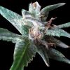 World of Seeds Strawberry Blue female Seeds World of Seeds Strawberry Blue female Seeds