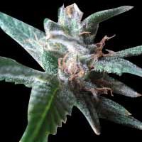 World of Seeds Stoned Immaculate female Seeds  