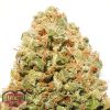 Heavyweight Seeds Monster Profit female seeds Heavyweight Seeds Monster Profit female seeds