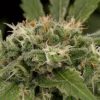 Dinafem Sour Diesel Auto female Seeds Dinafem Sour Diesel Auto female Seeds
