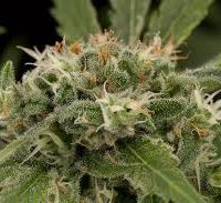 Dinafem Strawberry Amnesia female Seeds  