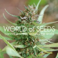 World of Seeds Strawberry Blue female Seeds  