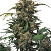 Dutch Passion The Edge female Seeds Dutch Passion The Edge female Seeds