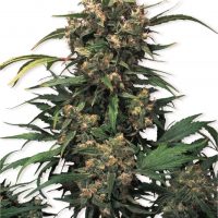 Dutch Passion Strawberry Cough female Seeds  