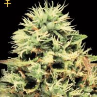 Greenhouse Seed Co. Super Bud female Seeds  