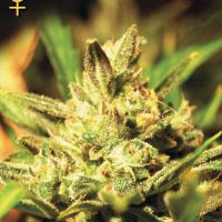 Greenhouse Seed Co. Super Critical AUTO female Seeds  