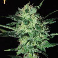 Greenhouse Seed Co. Super Critical female Seeds  
