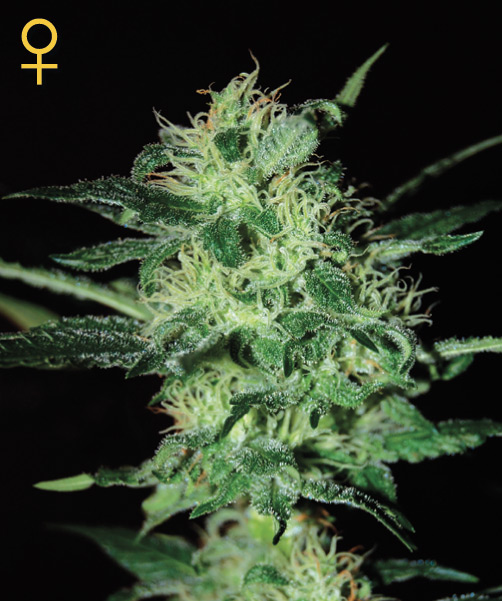 Greenhouse Seed Co. Super Critical female Seeds Greenhouse Seed Co. Super Critical female Seeds