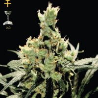 Greenhouse Seed Co. Super Lemon Haze female Seeds  