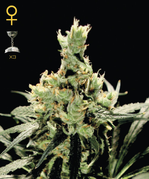 Greenhouse Seed Co. Super Lemon Haze female Seeds Greenhouse Seed Co. Super Lemon Haze female Seeds