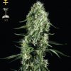 Greenhouse Seed Co. Sweet Mango AUTO female Seeds Greenhouse Seed Co. Sweet Mango AUTO female Seeds