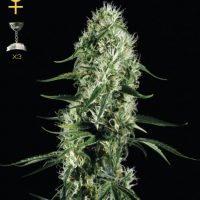 Greenhouse Seed Co. Super Silver Haze female Seeds  