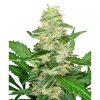 Sensi Seeds Skunk Kush female Seeds Sensi Seeds Skunk Kush female Seeds
