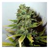 Nirvana Seeds Sterling Haze female Seeds Nirvana Seeds Sterling Haze female Seeds