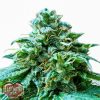 Heavyweight Seeds Strawberry Cake female Seeds Heavyweight Seeds Strawberry Cake female Seeds
