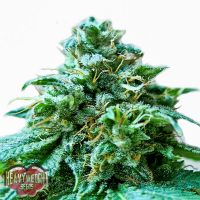 Heavyweight Seeds Superb OG female Seeds  