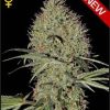 Greenhouse Seed Co. Pure Kush female Seeds  