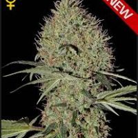 Greenhouse Seed Co. Super Bud AUTO female Seeds  