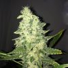 Nirvana Seeds Swiss Cheese AUTO female Seeds Nirvana Seeds Swiss Cheese AUTO female Seeds