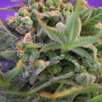 Sweet Seeds Sweet Cheese FAST Version female Seeds  
