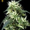 Greenhouse Seed Co. The Church female Seeds Greenhouse Seed Co. The Church female Seeds