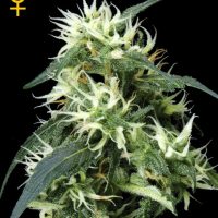 Greenhouse Seed Co. Sweet Mango AUTO female Seeds  