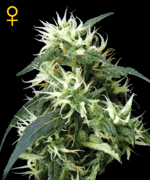 Greenhouse Seed Co. Sweet Mango AUTO female Seeds Greenhouse Seed Co. Sweet Mango AUTO female Seeds