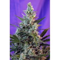 Sweet Seeds Sweet Skunk Auto female Seeds  