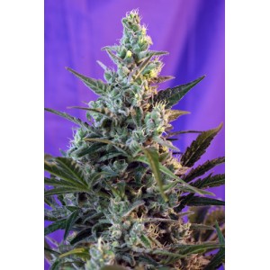 Sweet Seeds Sweet Skunk Auto female Seeds Sweet Seeds Sweet Skunk Auto female Seeds