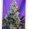 Sweet Seeds Sweet Tai female Seeds Sweet Seeds Sweet Tai female Seeds