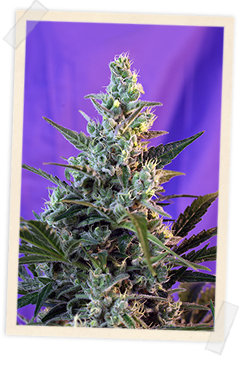 Sweet Seeds Sweet Skunk FAST Version female Seeds Sweet Seeds Sweet Skunk FAST Version female Seeds