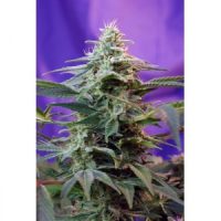 Sweet Seeds Sweet Special Auto female Seeds  