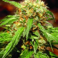Sweet Seeds Sweet Tai female Seeds  