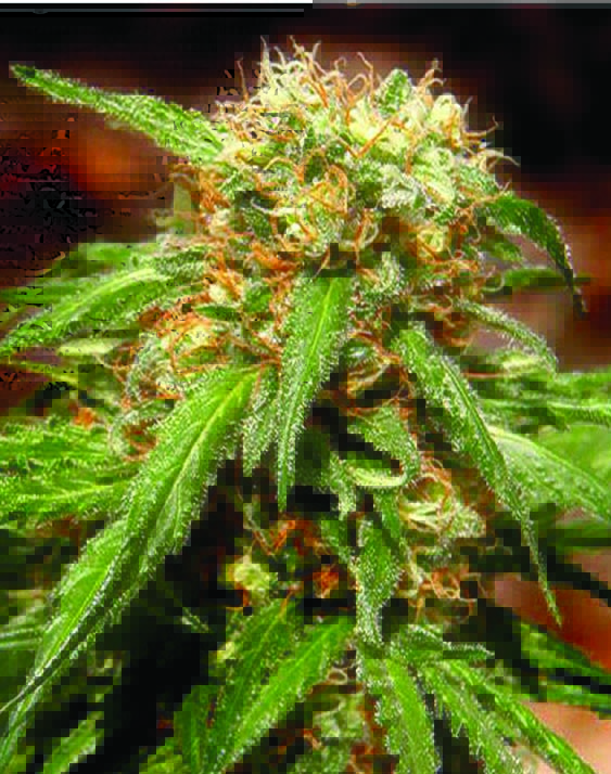 Sweet Seeds Sweet Tai female Seeds Sweet Seeds Sweet Tai female Seeds