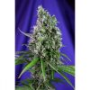 Sweet Seeds Wild Rose female Seeds  