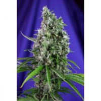 Sweet Seeds Sweet Trainwreck Auto female Seeds  