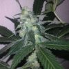 Nirvana Seeds Swiss Cheese female Seeds Nirvana Seeds Swiss Cheese female Seeds
