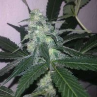 Nirvana Seeds Swiss Cheese AUTO female Seeds  