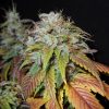 Nirvana Seeds White Castle female Seeds Nirvana Seeds White Castle female Seeds