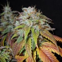 Nirvana Seeds Swiss Cheese female Seeds  