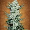 Fast Buds Stardawg female seeds Fast Buds Stardawg female seeds