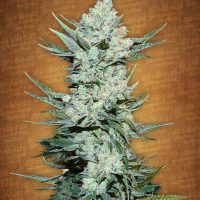 Fast Buds Tangie'matic female seeds  