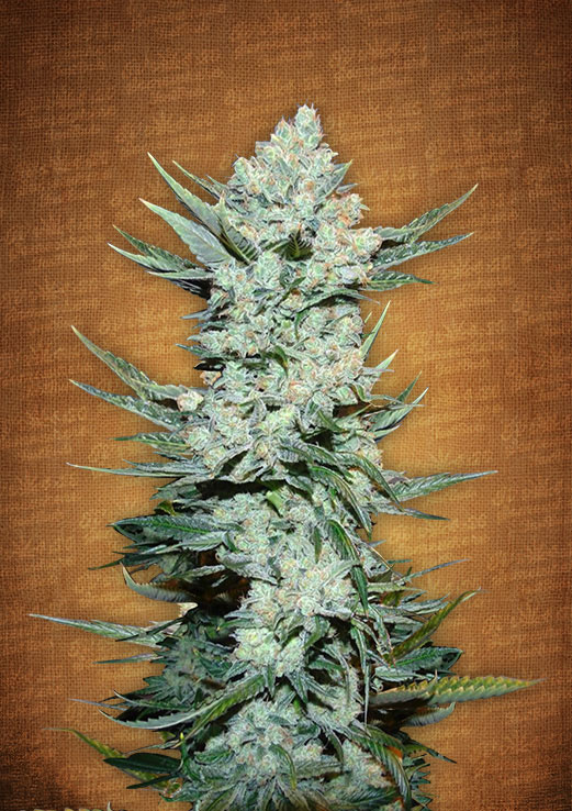 Fast Buds Tangie'matic female seeds Fast Buds Tangie'matic female seeds