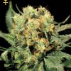 Greenhouse Seed Co. Sweet Mango AUTO female Seeds Greenhouse Seed Co. Sweet Mango AUTO female Seeds