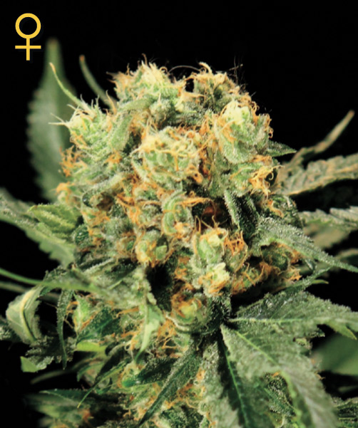 Greenhouse Seed Co. The Church female Seeds Greenhouse Seed Co. The Church female Seeds