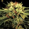 Greenhouse Seed Co. The Church female Seeds Greenhouse Seed Co. The Church female Seeds