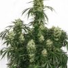 Dutch Passion The Edge female Seeds Dutch Passion The Edge female Seeds
